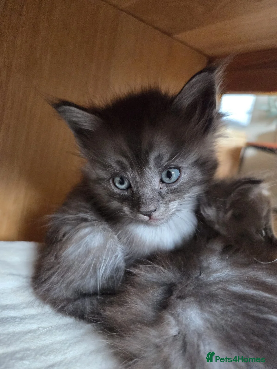 Mixed Breed cats for sale: Long haired kittens for sale in Perth - Advert 2