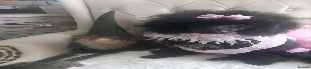 Toy Poodle Puppy 4