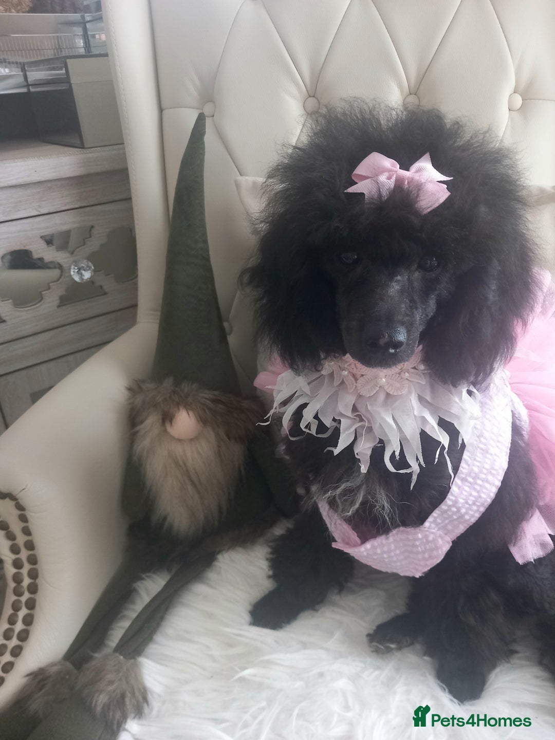Toy Poodle dogs for sale: *REDUCED*1 WHITE BOY, 1 BLACK GIRL TOY POODLES in Colwyn Bay - Image 14