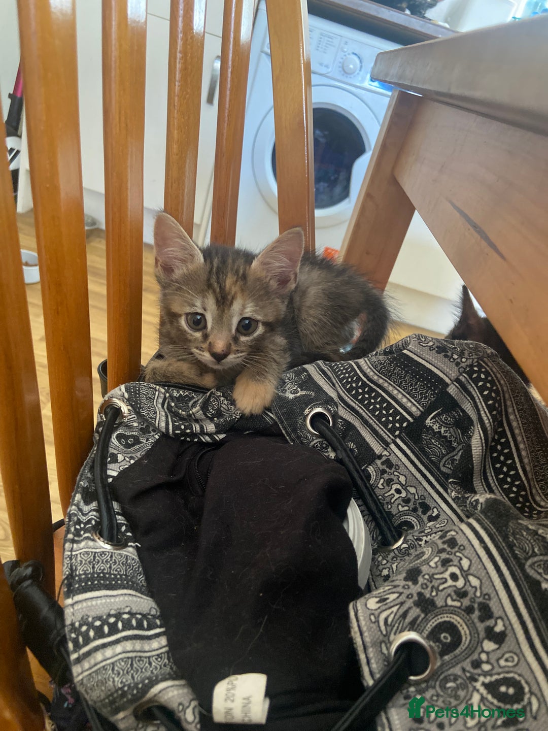 Bengal cats for sale: 7 adorable bengal/tort kitties available now!  - Image 19