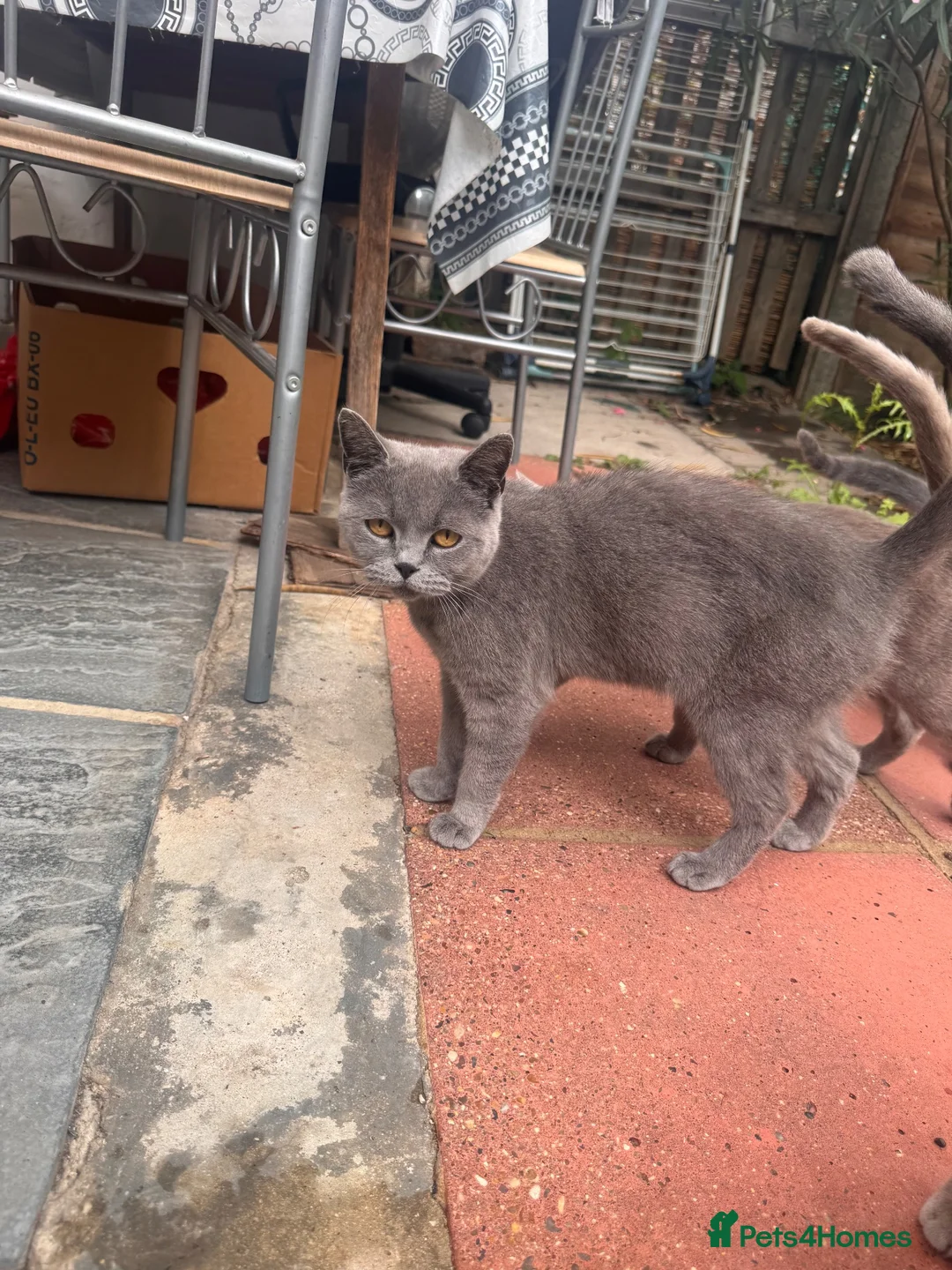 British Shorthair cats for sale: Three male British shorthairs  - Advert 1