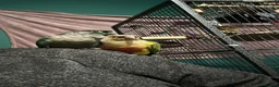 Conures birds for sale: Rio and Kiwi in Durham - Advert 6