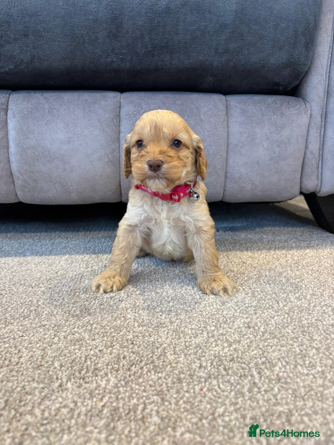 Cockapoo dogs for sale: Six stunning cockapoo puppies - Advert 20
