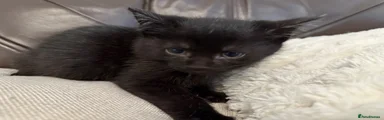 Mixed Breed Kitten 1