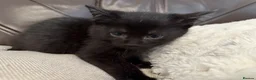 Mixed Breed cats for sale: Kittens in Fakenham - Advert 5