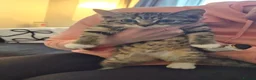 Mixed Breed cats for sale: Female kittens  - Advert 6