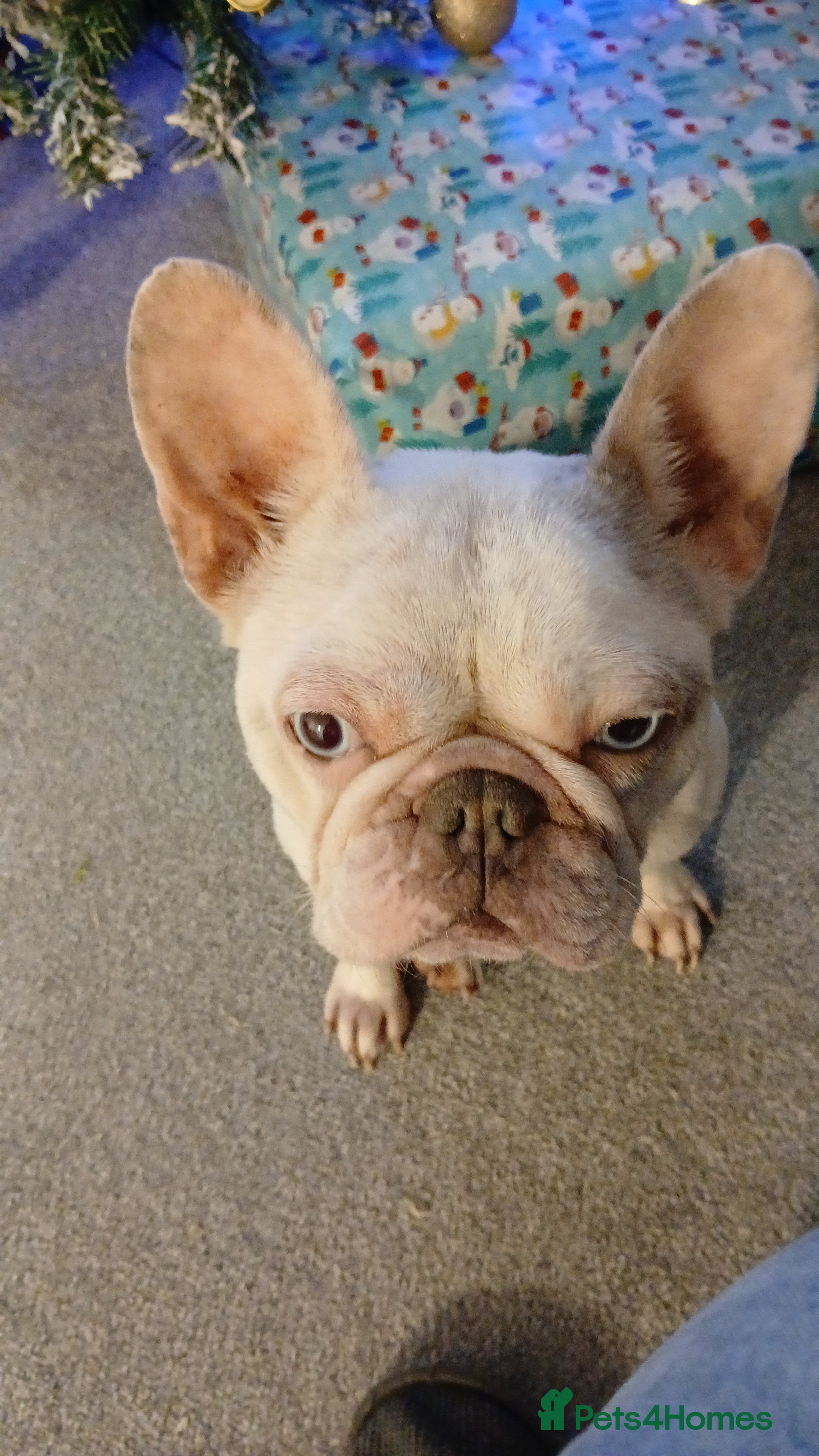 French Bulldog dogs Female French bulldog - Advert 1