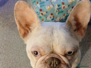 French Bulldog dogs Female French bulldog - Advert 2