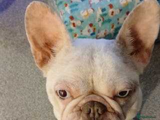 French Bulldog dogs Female French bulldog - Advert 13