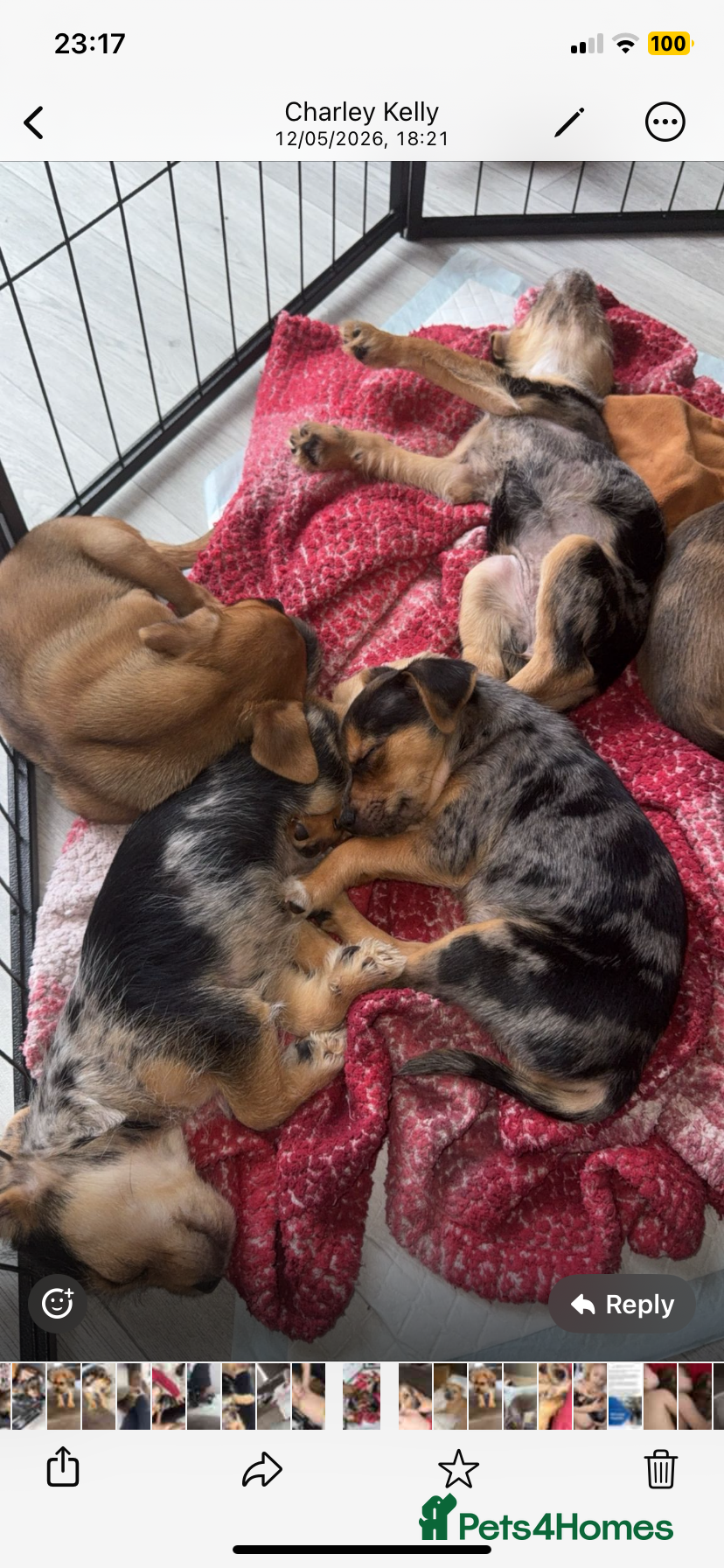 Mixed Breed dogs Jack x Yorkshire terrier puppy’s for sale  - Advert 1