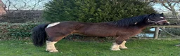 Dartmoor horses for sale: Handsome 3 year old gelding 12.2  - Advert 3