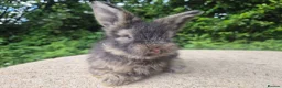 Angora rabbits for sale: 🌟STUNNING ANGORA BABIES- maxi full face 🌟 - Advert 7