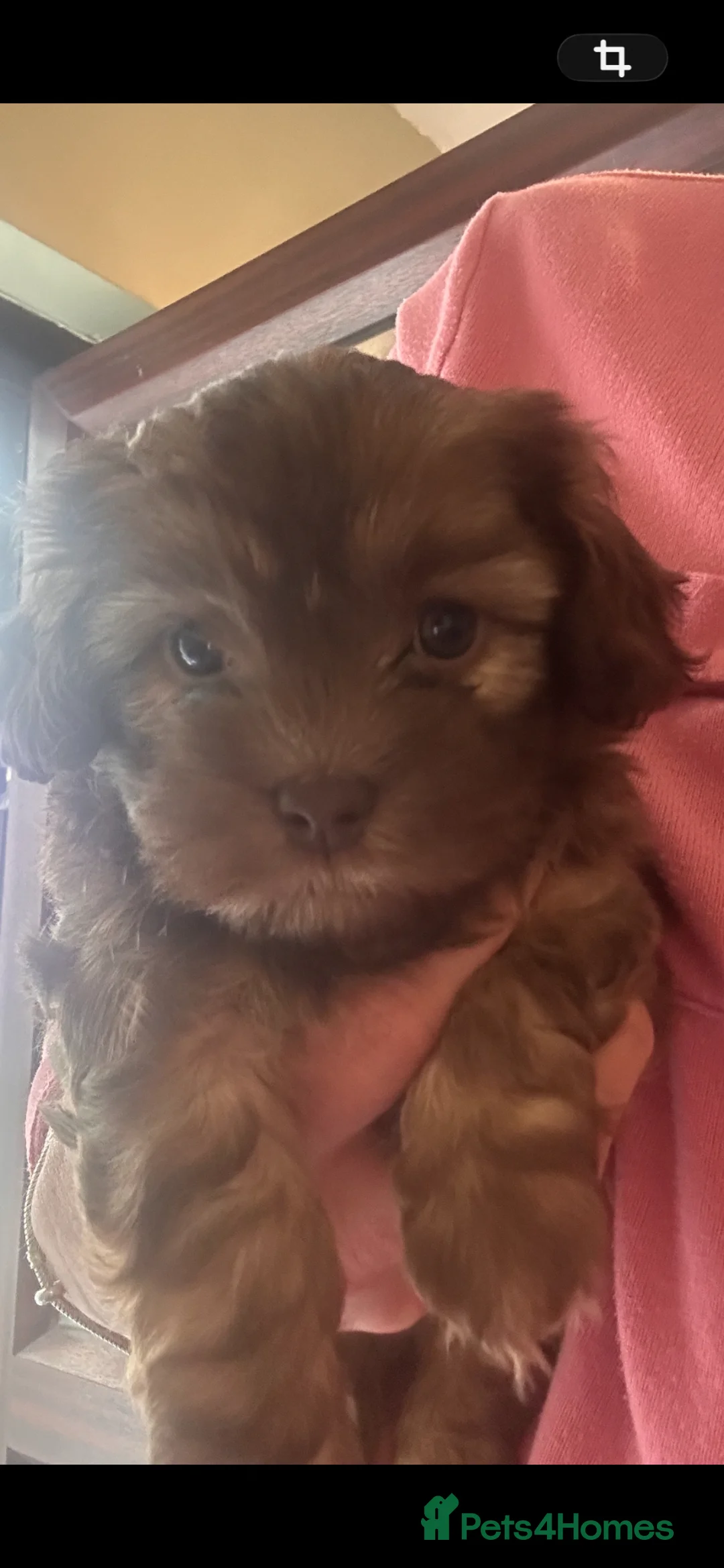 Mixed Breed dogs for sale: Shih poo poddle mix  - Advert 2