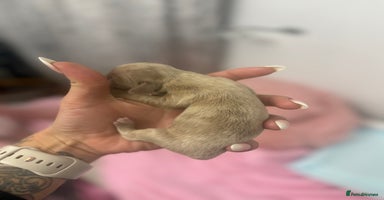 Mixed Breed dogs Xxx TINY dachshund x chihuahua puppies xxx - Advert 3