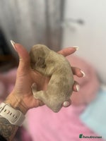 Mixed Breed dogs Xxx TINY dachshund x chihuahua puppies xxx - Advert 3