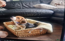 Beagle dogs for sale: (5th gen) pure pedigree beagle puppy - Image 3