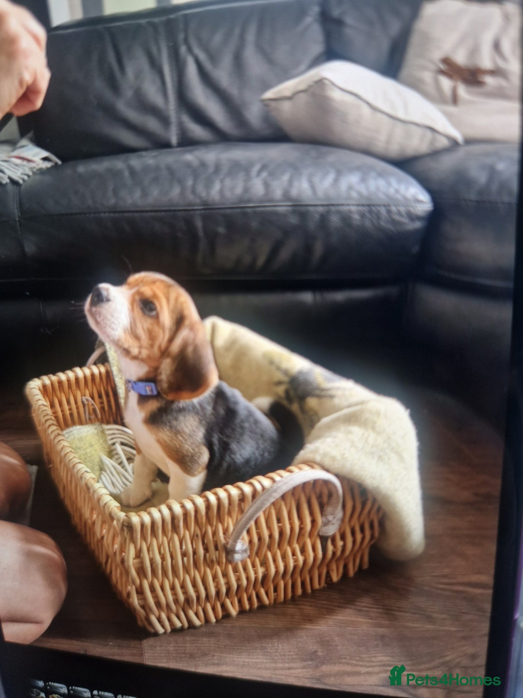 Beagle dogs for sale: (5th gen) pure pedigree beagle puppy - Image 3