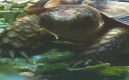 Tortoise reptiles for sale: Kiki the marginated tortoise - Image 9