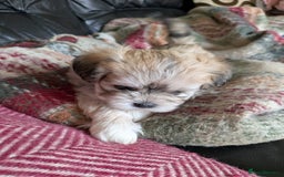 Mixed Breed dogs for sale: Lhasa Apso puppies in Kent - Image 38