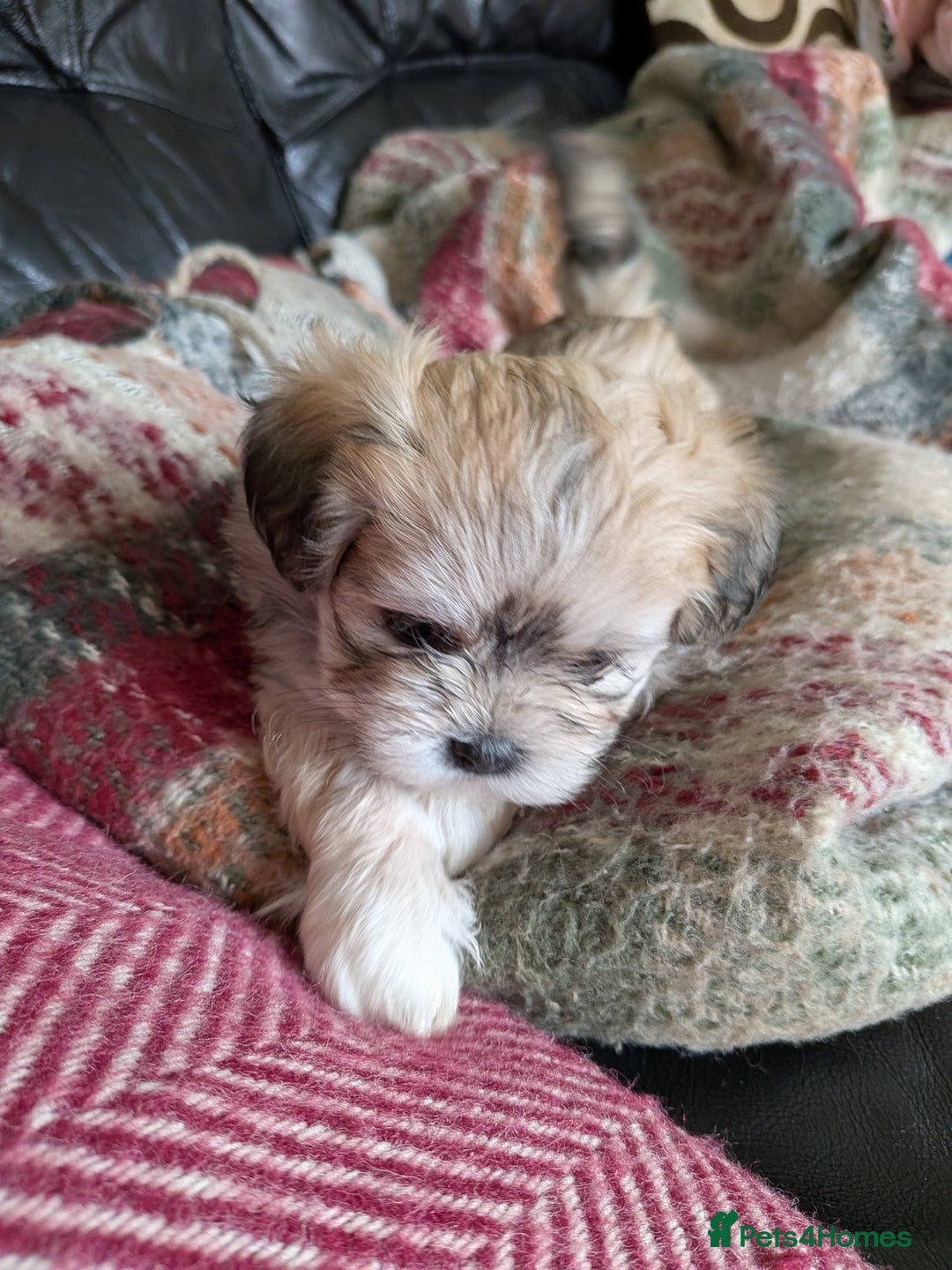 Mixed Breed dogs for sale: Lhasa Apso puppies in Kent - Image 38