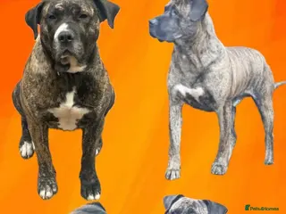 Presa Canario dogs Pure presa Canario puppies for sale - Advert 3