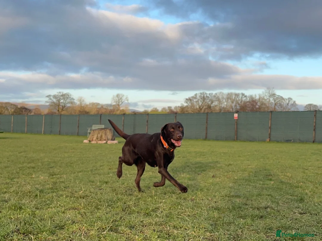 Labrador Retriever dogs for sale: Extensively Health Tested Chocolates  - Advert 11