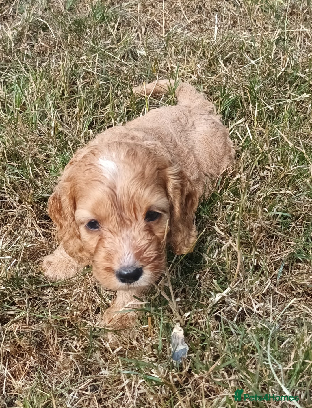 Cockapoo dogs for sale: Adorable Cockalier-a-Poo Puppies – Ready Soon! - Image 2