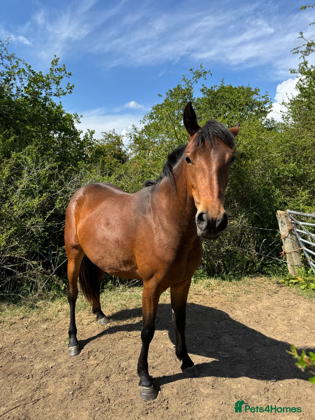 Connemara horses for sale: Gorgeous filly  - Advert 4