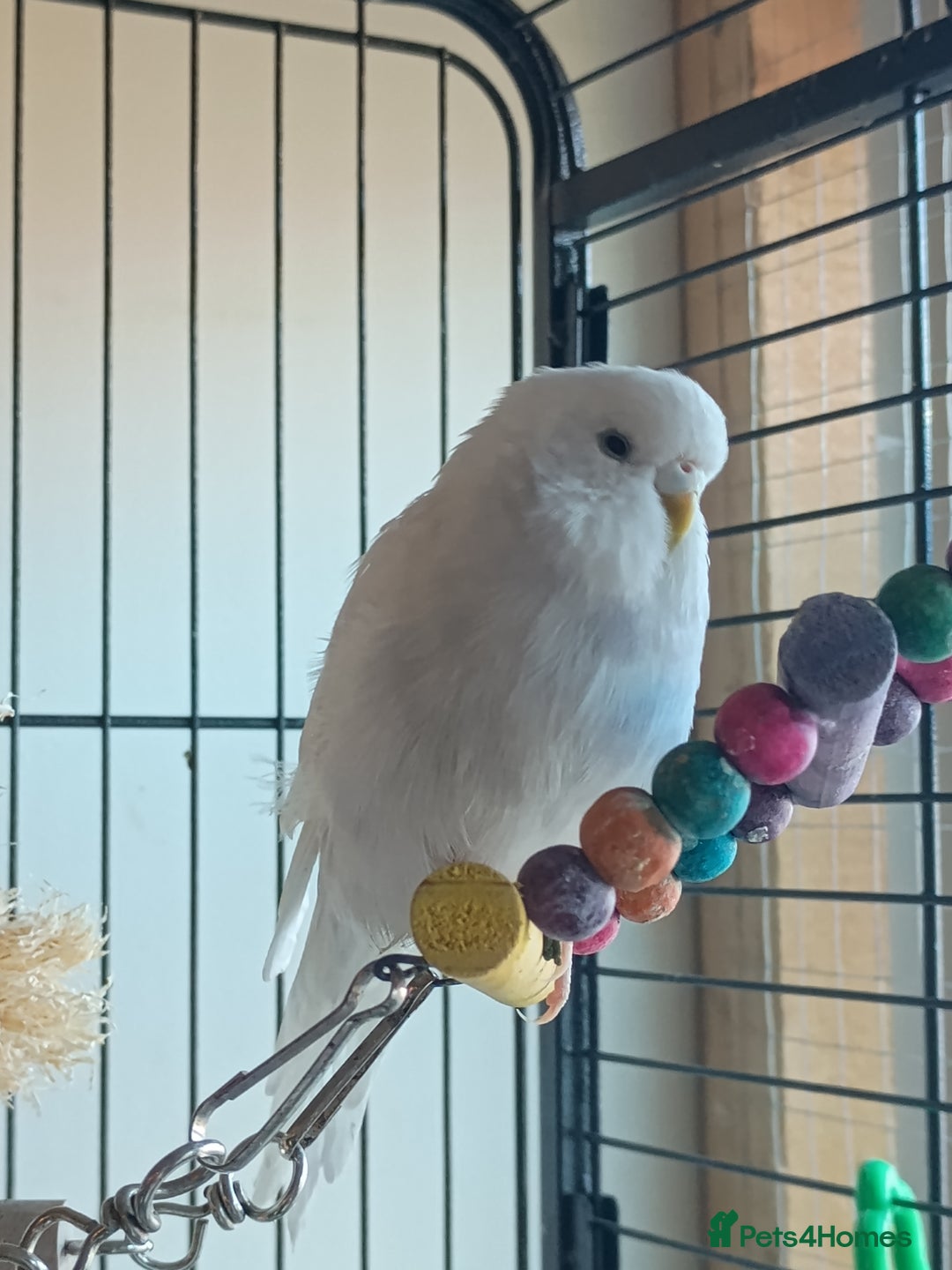 Budgerigars birds for sale: Budgies - Advert 8