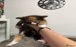 British Longhair cats for sale: 6 beautiful lovable friendly kittens - Image 5