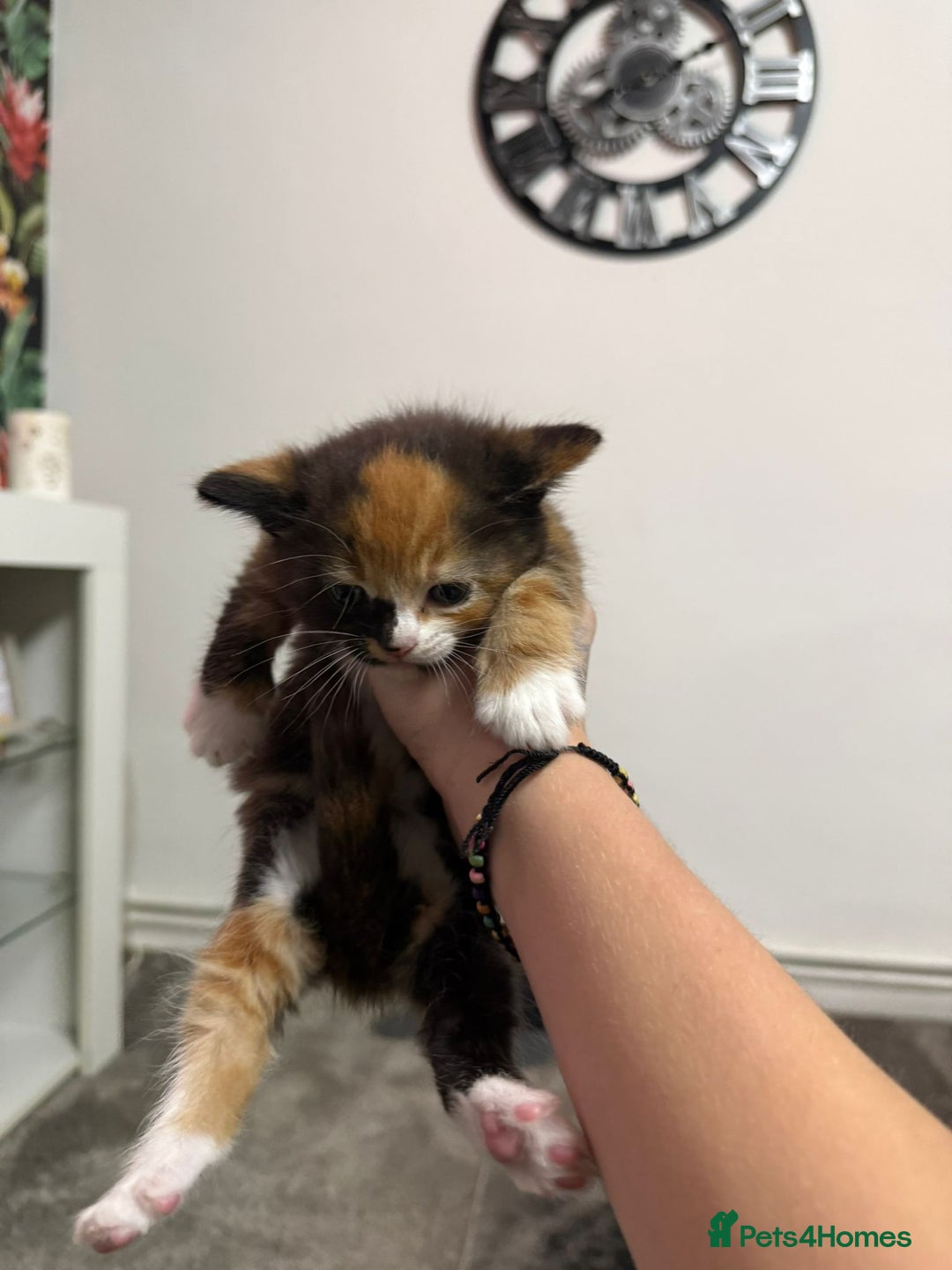British Longhair cats for sale: 6 beautiful lovable friendly kittens - Image 5