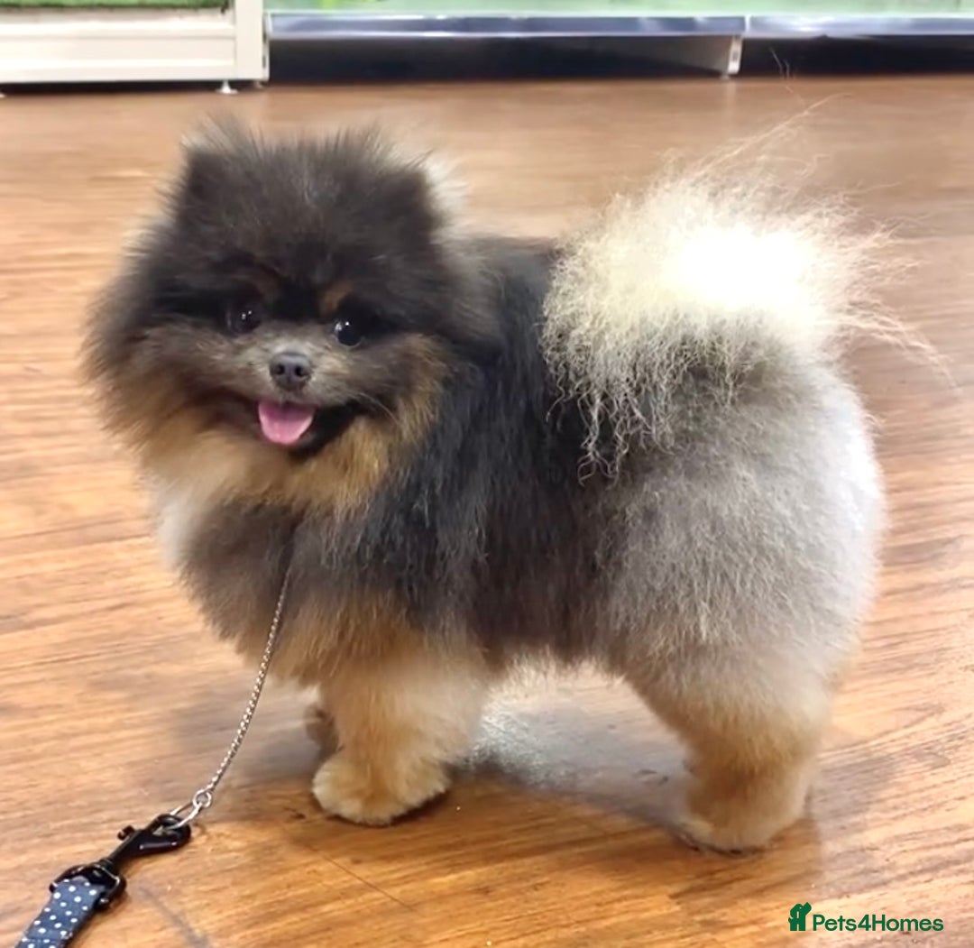 Pomeranian dogs for sale: Stunning Pomeranian puppies - Advert 12
