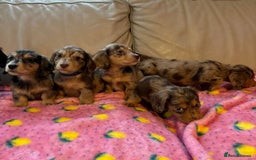 Dachshund dogs for sale: Dachshund long haired miniature - Image 23