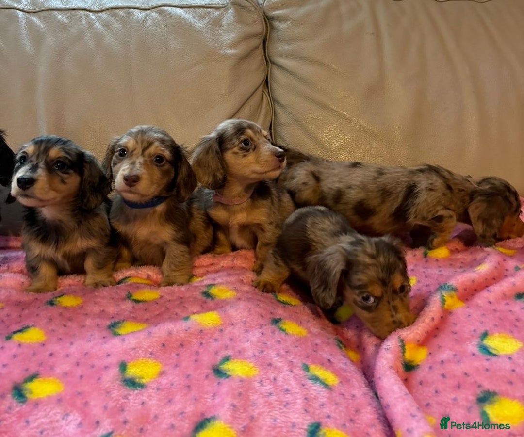 Dachshund dogs for sale: Dachshund long haired miniature - Image 23