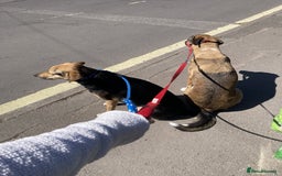 Mixed Breed dogs for sale: Very Special Mixed German Shepherd Girl (aged 3) - Image 18