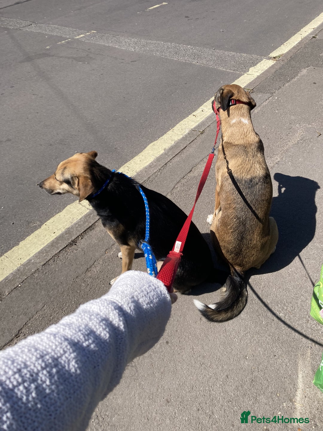 Mixed Breed dogs for sale: Very Special Mixed German Shepherd Girl (aged 3) - Image 18