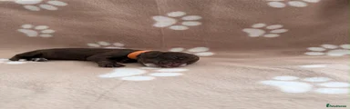 Cocker Spaniel 2