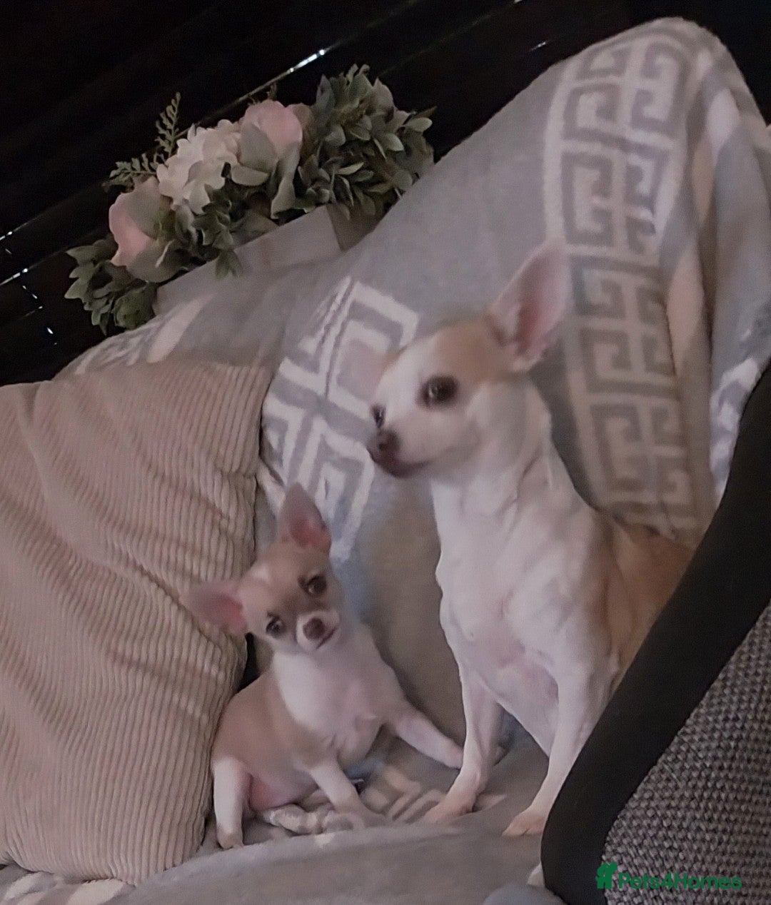 Chihuahua dogs for sale: Boy & girl chihuahua puppies  - Image 12