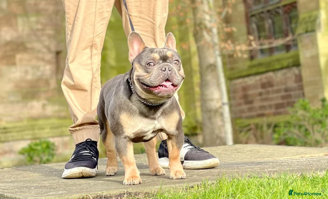 French Bulldog dogs for stud: Hector Starfex in Leigh - Advert 7