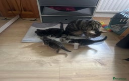 Mixed Breed cats for sale: 3 kitten  - Image 9