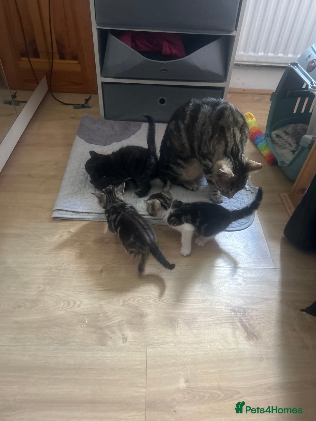 Mixed Breed cats for sale: 3 kitten  - Image 9