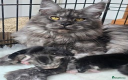 Maine Coon cats for sale: Beautiful Maine coon kittens - Image 5