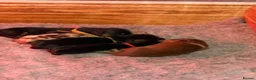Miniature Dachshund dogs for sale: Beautiful KC Registered Miniature Dachshunds - Advert 8