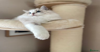 Ragdoll cats - Advert 3