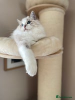 Ragdoll cats - Advert 2