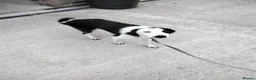 Border Collie dogs for sale: Border collie  - Advert 2