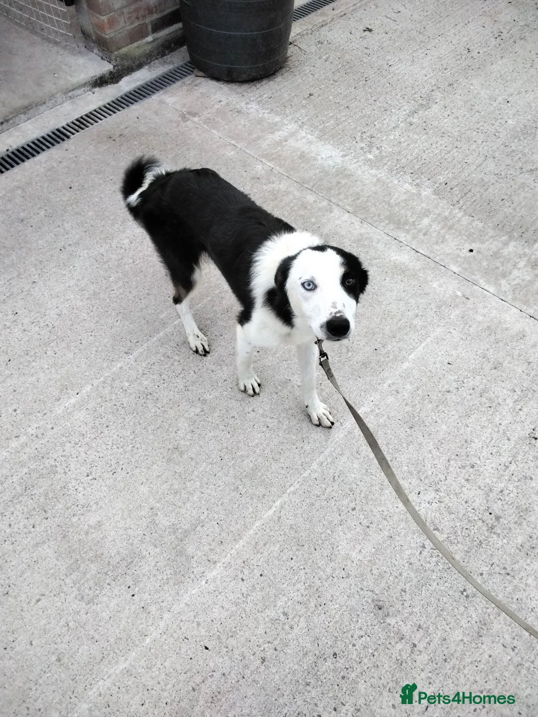 Border Collie dogs for sale: Border collie  - Advert 2