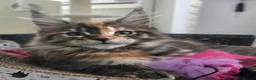 Maine Coon cats for sale: Top quality Mainecoon girls..Tica reg  - Advert 20