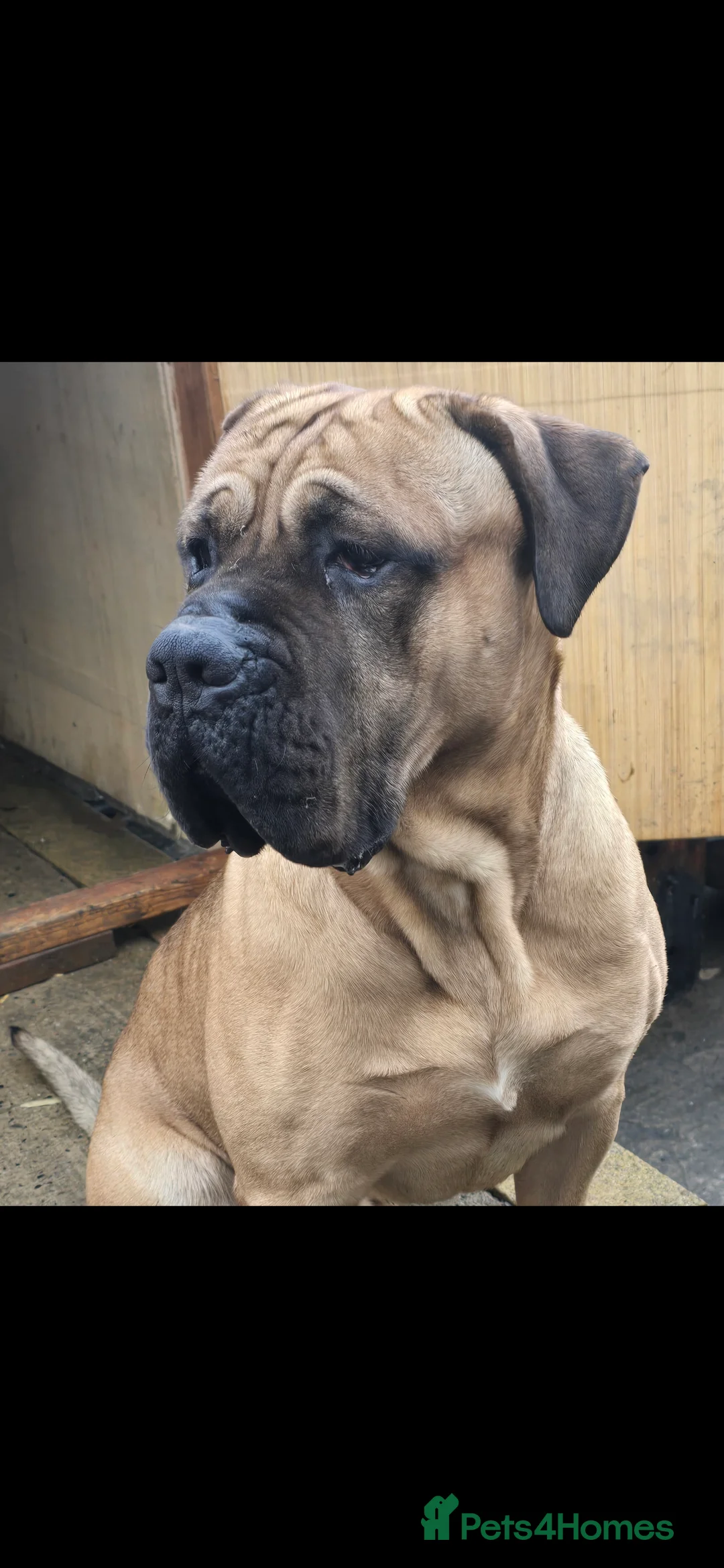 Cane Corso dogs for stud: 2 year old Cane corso in Bradford - Advert 1