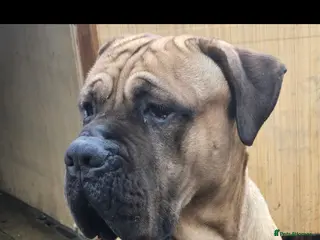 Cane Corso dogs 2 year old Cane corso in Bradford - Advert 3